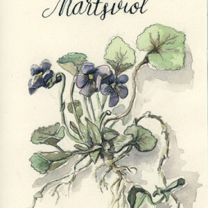 Spiselige planter i naturen ILLUSTRATIONER