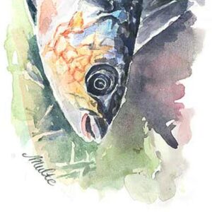 Fisk og Skaldyr – Kunsttryk