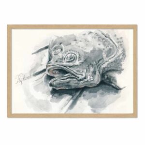 Pighvar – illustration