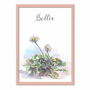 Bellis / Tusindfryd