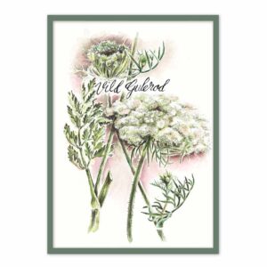 Vild Gulerod