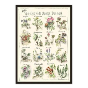 Spiselige vilde planter