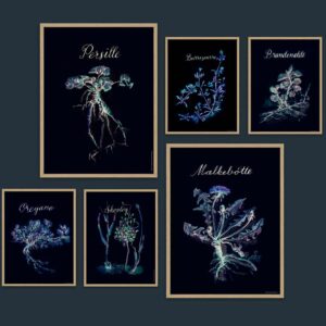 Spiselige vilde planter