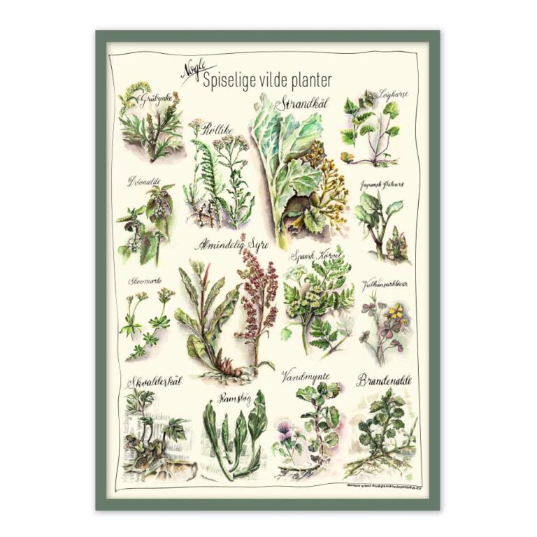 Spiselige Planter I Naturen Illustrationer Gi En Akvarel blomst spiselige-planter-i-naturen-illustrationer-gi-en-akvarel-blomst